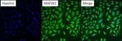Invitrogen MEK1 Monoclonal Antibody (1C1) 100 &mu;g; Unconjugated:Antibodies,