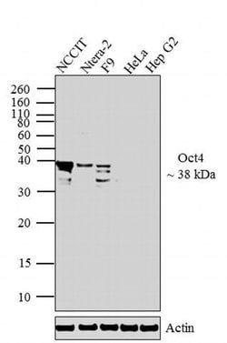Invitrogen OCT4 Monoclonal Antibody (9B7) 100 &mu;g; Unconjugated:Antibodies,