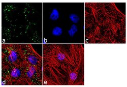 Invitrogen SOD2 Monoclonal Antibody (1H6) 100 &mu;g; Unconjugated:Antibodies,
