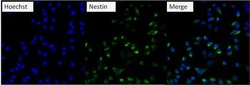 Invitrogen Nestin Monoclonal Antibody (10C2) 100 &mu;g; Unconjugated:Antibodies,