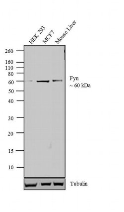 Fyn Monoclonal Antibody (1S), Invitrogen 100 &mu;L; Unconjugated:Antibodies,