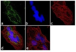 Invitrogen™ rRNA Monoclonal Antibody (Y10b)