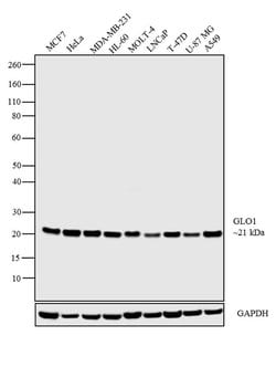 Invitrogen GLO1 Monoclonal Antibody (Glo1a):Antibodies:Primary Antibodies