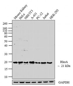 Invitrogen RhoA Monoclonal Antibody (1B8-1C7) 100 &mu;g | Buy Online | Invitrogen&trade; | Fisher Scientific