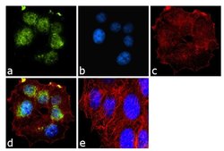 Invitrogen BRCA1 Monoclonal Antibody (MS13) 100 &mu;g; Unconjugated:Antibodies,