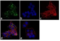 Invitrogen Protein APC Monoclonal Antibody (ALi 12-28) 100 &mu;g; Unconjugated:Antibodies,
