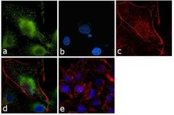Invitrogen Apolipoprotein A5 Monoclonal Antibody (1G5G9) 100 &mu;L; Unconjugated:Antibodies,