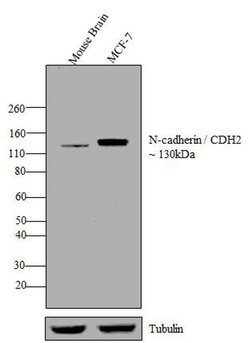 Invitrogen N-cadherin Monoclonal Antibody (8C11) 100 &mu;g; Unconjugated:Antibodies,