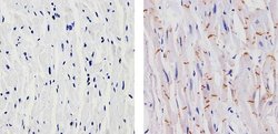 Invitrogen N-cadherin Monoclonal Antibody (8C11) 100 &mu;g; Unconjugated:Antibodies,