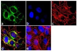 Invitrogen™ NEFL Monoclonal Antibody (DA2)