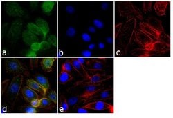 Invitrogen GRK2 Monoclonal Antibody (5D5) 100 &mu;g; Unconjugated:Antibodies,