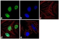 Invitrogen TRIM28 Monoclonal Antibody (20C1) 100 &mu;g; Unconjugated:Antibodies,