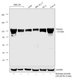 Invitrogen TRIM28 Monoclonal Antibody (20C1) 100 &mu;g; Unconjugated:Antibodies,