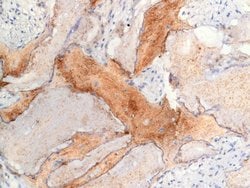 Invitrogen Osteocalcin Monoclonal Antibody (OCG4) 50 &mu;g; Unconjugated:Antibodies,