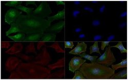 Bi-1 Monoclonal Antibody (20F248), Invitrogen 0.1 mL; Unconjugated:Antibodies,