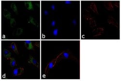 Apolipoprotein A5 Monoclonal Antibody (4H8H8E2), Invitrogen 100 &mu;L;