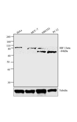 Invitrogen HIF-1 beta Monoclonal Antibody (2B10) 100 &mu;L; Unconjugated:Antibodies,