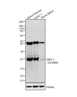 Invitrogen Mist1 Monoclonal Antibody (6E8/A12/C11P1) 100 &mu;g | Buy Online | Invitrogen&trade; | Fisher Scientific