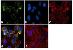 Invitrogen RYK Monoclonal Antibody (F35 P7 D7 F5) 100 &mu;g; Unconjugated:Antibodies,