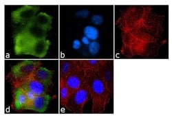 GRK1 Monoclonal Antibody (G8), Invitrogen 100 &mu;g; Unconjugated:Antibodies,