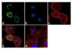 Invitrogen SNTB2 Monoclonal Antibody (1351) 100 &mu;g; Unconjugated:Antibodies,