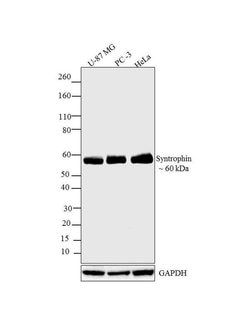 Invitrogen SNTB2 Monoclonal Antibody (1351) 100 &mu;g; Unconjugated:Antibodies,