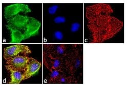Invitrogen TIMP2 Monoclonal Antibody (F27 P3 A4) 100 &mu;g; Unconjugated:Antibodies,
