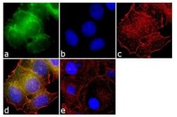 Invitrogen RARB Monoclonal Antibody (R beta 28) 50 &mu;g; Unconjugated:Antibodies,