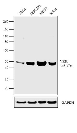 Invitrogen VRK1 Monoclonal Antibody (1F6) 100 &mu;g; Unconjugated:Anticuerpos