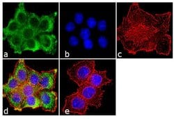 Invitrogen™ PRC1 Monoclonal Antibody (16F2)