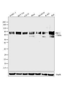 Invitrogen PRC1 Monoclonal Antibody (16F2) 100 &mu;g; Unconjugated:Antibodies,