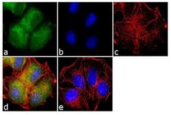 Invitrogen ErbB3 Monoclonal Antibody (RTJ2) 200 &mu;g; Unconjugated:Antibodies,
