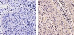Invitrogen ErbB4 Monoclonal Antibody (HFR1) 200 &mu;g; Unconjugated:Antibodies,
