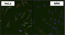 Invitrogen MAP2K4 Monoclonal Antibody (2 E4) 100 &mu;g; Unconjugated:Antibodies,