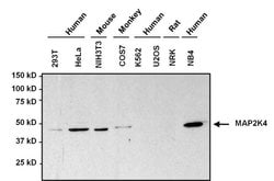 Invitrogen MAP2K4 Monoclonal Antibody (2 E4) 100 &mu;g; Unconjugated:Antibodies,