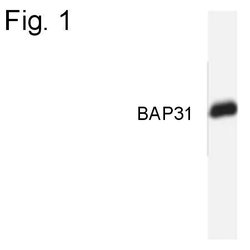 Invitrogen BAP31 Monoclonal Antibody (CC-1) 100 &mu;L; Unconjugated:Antibodies,