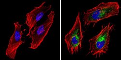 Invitrogen BAP31 Monoclonal Antibody (CC-1) 100 &mu;L; Unconjugated:Antibodies,