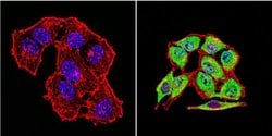 Invitrogen HSP70 Monoclonal Antibody (2A4) 100 &mu;L; Unconjugated:Antibodies,