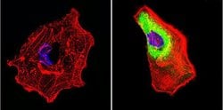 Invitrogen HSP70 Monoclonal Antibody (2A4) 100 &mu;L; Unconjugated:Antibodies,