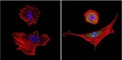 Invitrogen HSP70 Monoclonal Antibody (2A4) 100 &mu;L; Unconjugated:Antibodies,