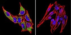 Invitrogen HSP70 Monoclonal Antibody (2A4) 100 &mu;L; Unconjugated:Antibodies,