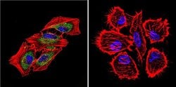 Invitrogen HSP70 Monoclonal Antibody (2A4) 100 &mu;L; Unconjugated:Antibodies,