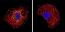 Invitrogen HSP70 Monoclonal Antibody (2A4) 100 &mu;L; Unconjugated:Antibodies,