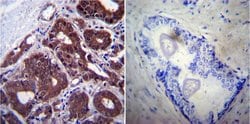 Invitrogen HSP70 Monoclonal Antibody (2A4) 100 &mu;L; Unconjugated:Antibodies,