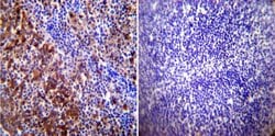 Invitrogen HSP70 Monoclonal Antibody (2A4) 100 &mu;L; Unconjugated:Antibodies,