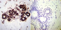 Invitrogen HSP70 Monoclonal Antibody (2A4) 100 &mu;L; Unconjugated:Antibodies,