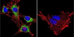 HSP90 alpha Monoclonal Antibody (3G3), Invitrogen 400 &mu;L; Unconjugated:Antibodies,