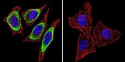 HSP90 alpha Monoclonal Antibody (3G3), Invitrogen 400 &mu;L; Unconjugated:Antibodies,