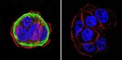 HSP90 alpha Monoclonal Antibody (3G3), Invitrogen 400 &mu;L; Unconjugated:Antibodies,