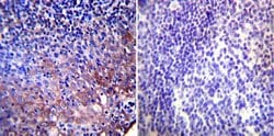 HSP90 alpha Monoclonal Antibody (3G3), Invitrogen 400 &mu;L; Unconjugated:Antibodies,